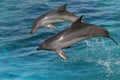 Bottlenose dolphin jumping