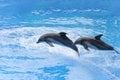 Bottlenose dolphin jumping from blue water Royalty Free Stock Photo