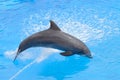 Bottlenose dolphin jumping from blue water Royalty Free Stock Photo