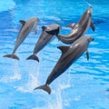 Bottlenose dolphin jumping from blue water Royalty Free Stock Photo