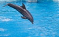 Bottlenose dolphin jumping high from bue water Royalty Free Stock Photo