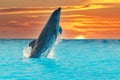 Bottlenose dolphin jumping isolated on sunset and blue lagoon Royalty Free Stock Photo