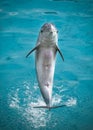 Bottlenose dolphin leaping out of the water, its head and dorsal fin visible above the surface Royalty Free Stock Photo