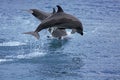 Bottlenose Dolphin Royalty Free Stock Photo