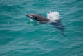 Bottlenose dolphin Royalty Free Stock Photo