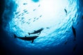 Bottlenose Dolphin during a scuba dive in Mexico