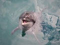Bottlenose dolphin smiling at the camera Royalty Free Stock Photo