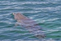 A bottlenose dolphin spouting through its blow hole while swimming in the Rockingham Sea, Western Australia Royalty Free Stock Photo