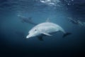 Common bottlenose dolphin, bottlenose dolphin , tursiops truncatus Royalty Free Stock Photo
