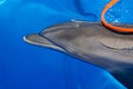Bottlenose dolphin swims Royalty Free Stock Photo