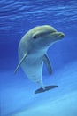 Bottlenose Dolphin, tursiops truncatus Royalty Free Stock Photo