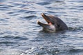 Bottlenose dolphin or Tursiops truncatus Royalty Free Stock Photo
