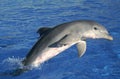 Bottlenose Dolphin, tursiops truncatus, Adult Jumping Royalty Free Stock Photo