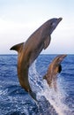 Bottlenose Dolphin, tursiops truncatus, Adults jumping, Coast near Honduras Royalty Free Stock Photo