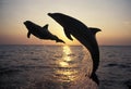 BOTTLENOSE DOLPHIN tursiops truncatus, ADULTS LEAPING AT SUNSET, HONDURAS