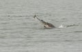A Bottlenose Dolphin Tursiops truncatus eating a large salmon fish.