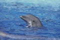 Bottlenose Dolphin, tursiops truncatus, Head of Adult emerging from Water Royalty Free Stock Photo