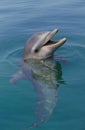 Bottlenose Dolphin, tursiops truncatus, Head of Adult emerging from Water Royalty Free Stock Photo