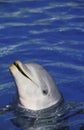 Bottlenose Dolphin, tursiops truncatus, Head of Adult emerging from Water Royalty Free Stock Photo