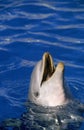 BOTTLENOSE DOLPHIN tursiops truncatus, HEAD AT SURFACE WITH OPEN MOUTH Royalty Free Stock Photo