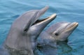 Bottlenose Dolphin, tursiops truncatus, Heads at Surface Royalty Free Stock Photo