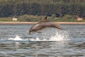 A bottlenose dolphin (Tursiops truncatus) jumping out of the water in Moray Firth, Inverness, Schotland Royalty Free Stock Photo