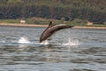 A bottlenose dolphin (Tursiops truncatus) jumping out of the water in Moray Firth, Inverness, Schotland Royalty Free Stock Photo