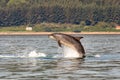 A bottlenose dolphin (Tursiops truncatus) jumping out of the water in Moray Firth, Inverness, Schotland Royalty Free Stock Photo