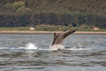 A bottlenose dolphin (Tursiops truncatus) jumping out of the water in Moray Firth, Inverness, Schotland Royalty Free Stock Photo