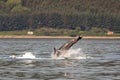 A bottlenose dolphin (Tursiops truncatus) jumping out of the water in Moray Firth, Inverness, Schotland Royalty Free Stock Photo