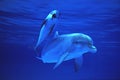 Bottlenose Dolphin, tursiops truncatus, Mother and Calf Royalty Free Stock Photo