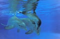 Bottlenose Dolphin, tursiops truncatus, Mother and Calf Royalty Free Stock Photo