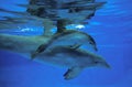 Bottlenose Dolphin, tursiops truncatus, Mother and Calf Royalty Free Stock Photo