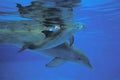 Bottlenose Dolphin, tursiops truncatus, Mother and Calf Royalty Free Stock Photo