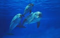 Bottlenose Dolphin, tursiops truncatus, Mother and Calf Royalty Free Stock Photo