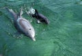 BOTTLENOSE DOLPHIN tursiops truncatus, MOTHER WITH CALF, HONDURAS Royalty Free Stock Photo