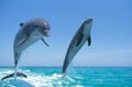 BOTTLENOSE DOLPHIN tursiops truncatus, PAIR LEAPING OUT OF WATER, HONDURAS Royalty Free Stock Photo