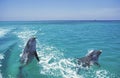 BOTTLENOSE DOLPHIN tursiops truncatus, PAIR LEAPING OUT OF WATER, HONDURAS Royalty Free Stock Photo