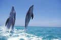 BOTTLENOSE DOLPHIN tursiops truncatus, PAIR LEAPING OUT OF WATER, HONDURAS Royalty Free Stock Photo