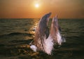 Bottlenose Dolphin, tursiops truncatus, Pair Leaping at Sunset, Honduras Royalty Free Stock Photo