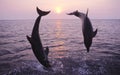 BOTTLENOSE DOLPHIN tursiops truncatus, PAIR LEAPING AT SUNSET, HONDURAS Royalty Free Stock Photo