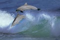 Bottlenose Dolphin, tursiops truncatus, Pair Leaping in Waves, Honduras Royalty Free Stock Photo