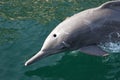 Bottlenose Dolphin Royalty Free Stock Photo