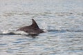 A bottlenose dolphin (Tursiops truncatus) popping out of the water in Moray Firth, Inverness, Schotland Royalty Free Stock Photo