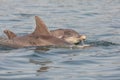 A bottlenose dolphin (Tursiops truncatus) popping out of the water in Moray Firth, Inverness, Schotland Royalty Free Stock Photo