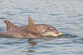 A bottlenose dolphin (Tursiops truncatus) popping out of the water in Moray Firth, Inverness, Schotland Royalty Free Stock Photo