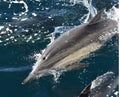 Bottlenose Dolphin Tursiops truncatus with raking marks Royalty Free Stock Photo