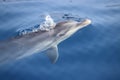 Bottlenose dolphin Tursiops truncatus close up