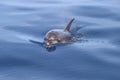 Bottlenose dolphin Tursiops truncatus in the wild.