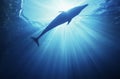 Bottlenose dolphin (tursiops truncatus) underwater view Royalty Free Stock Photo